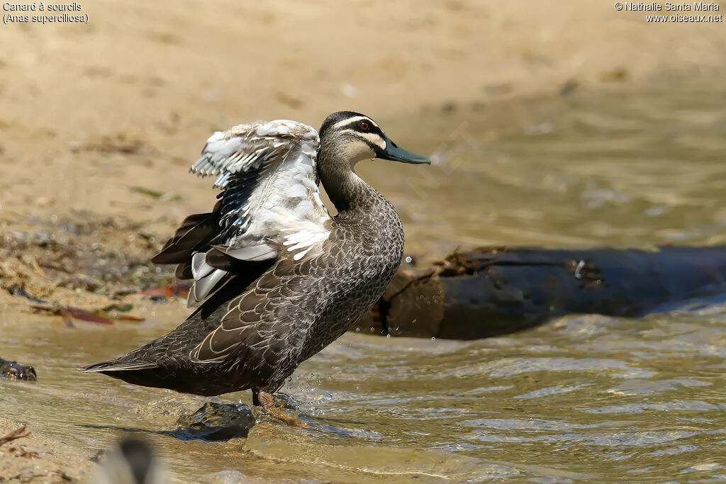 Canard à sourcilsadulte, identification, mue