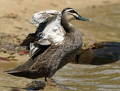 Pacific Black Duck