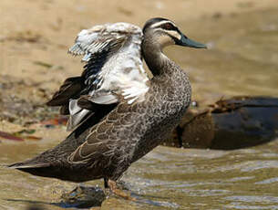 Canard à sourcils