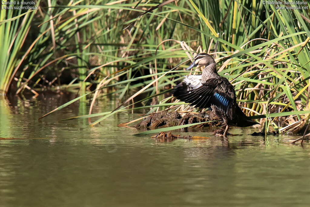 Pacific Black Duckadult, identification, aspect