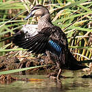 Canard à sourcils