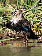 Pacific Black Duck