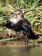 Canard à sourcils