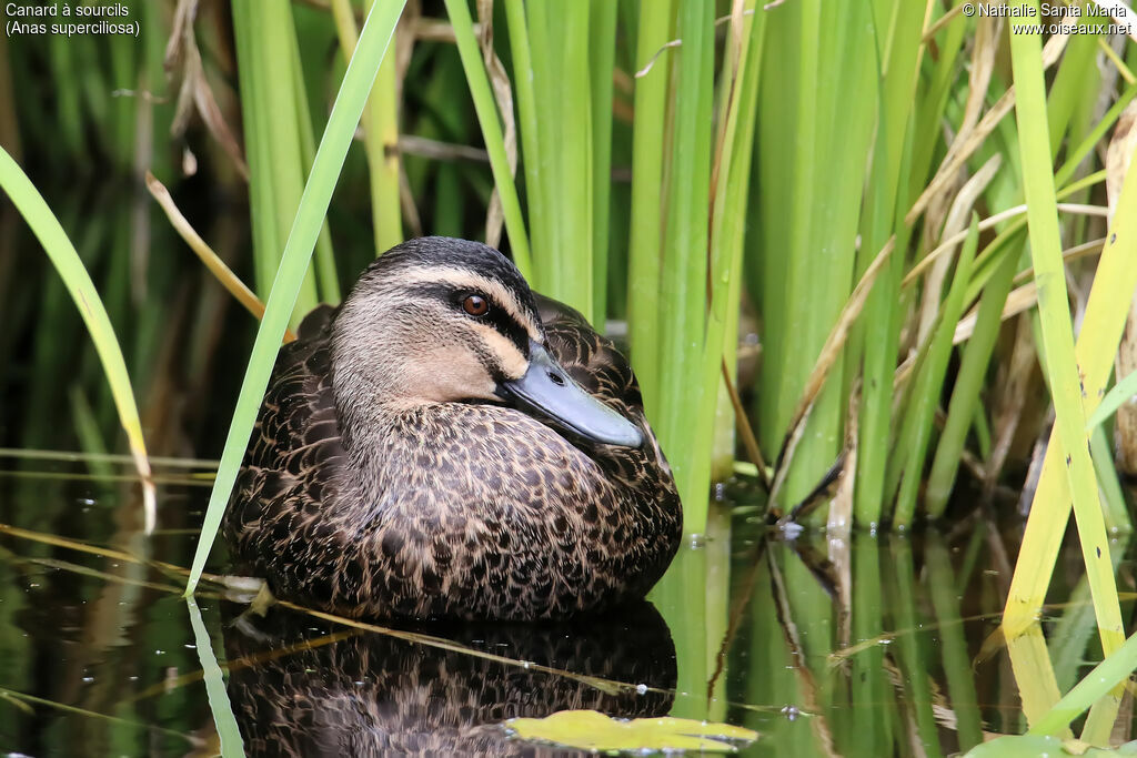 Canard à sourcilsadulte, identification