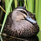 Canard à sourcils