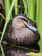 Pacific Black Duck