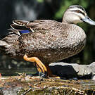 Canard à sourcils