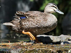 Canard à sourcils