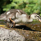 Canard à sourcils