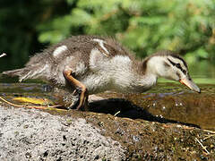 Pacific Black Duck