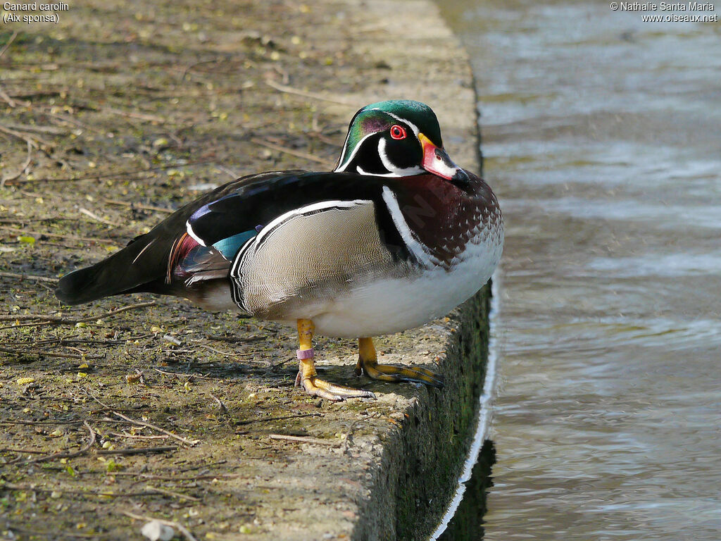 Canard carolin mâle adulte nuptial, identification, Comportement