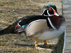 Wood Duck