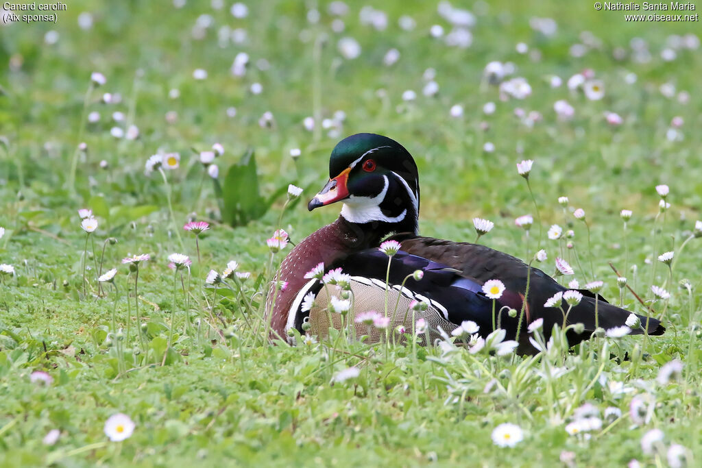 Wood Duck male adult breeding, identification, Behaviour