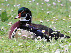 Wood Duck