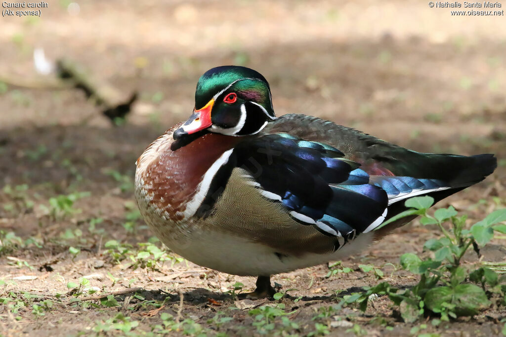 Canard carolin mâle adulte nuptial, identification, Comportement