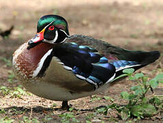 Wood Duck