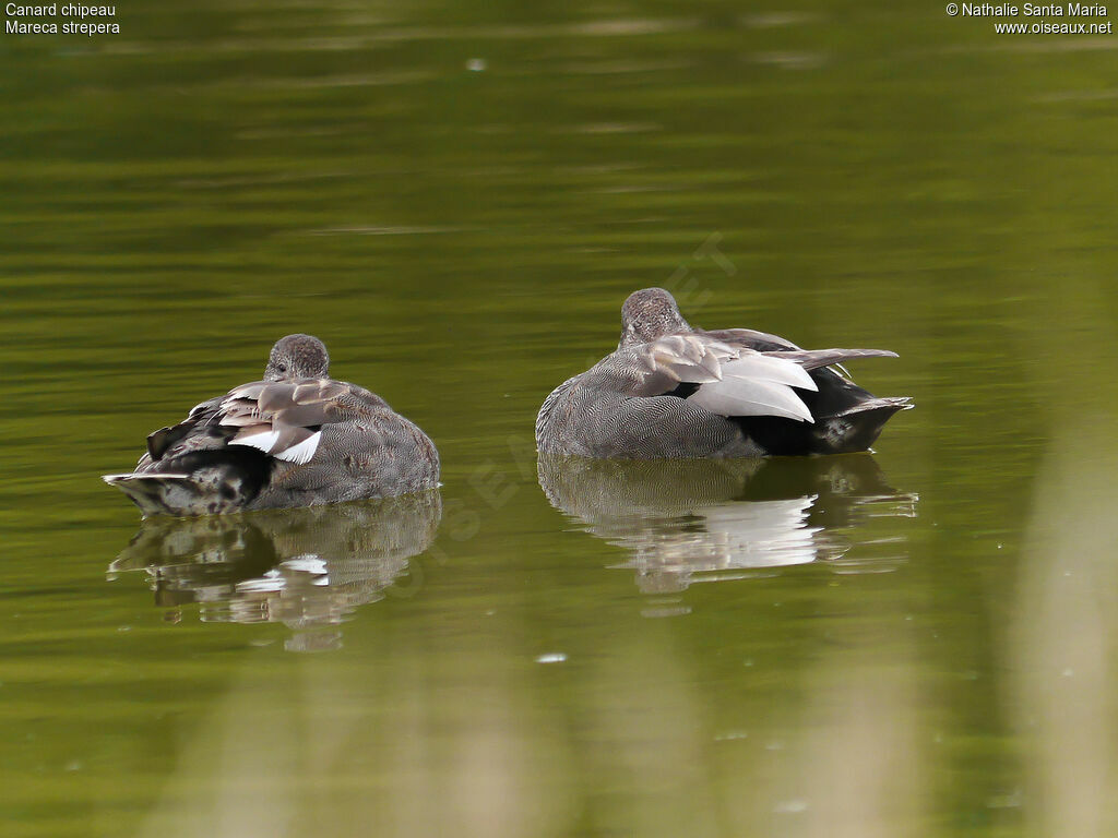 Gadwall male adult breeding, identification, Behaviour