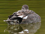 Canard chipeau