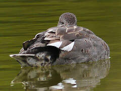 Canard chipeau