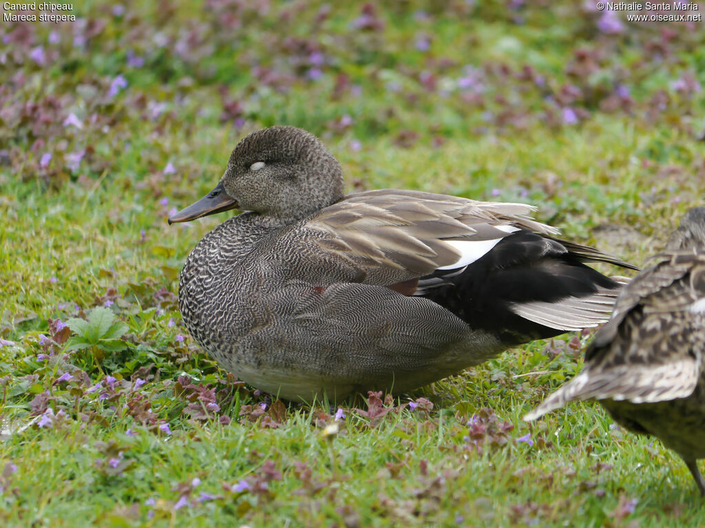 Canard chipeau mâle adulte nuptial