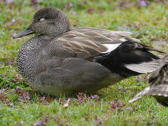 Gadwall