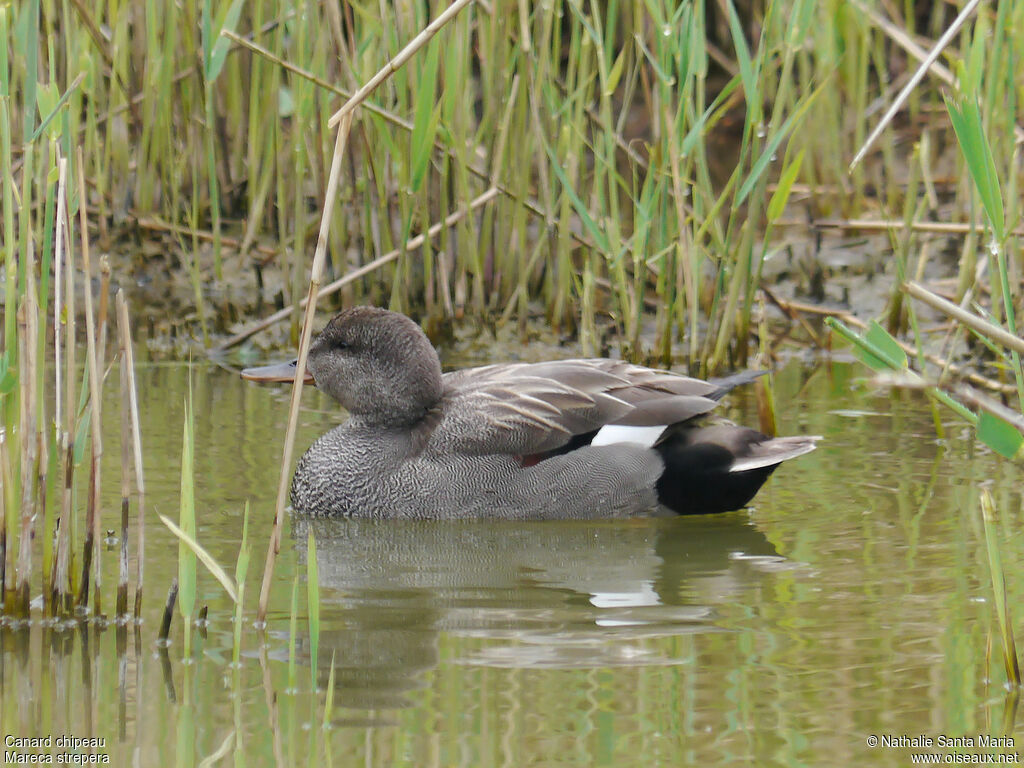 Canard chipeau mâle adulte nuptial, identification, habitat, nage