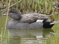 Canard chipeau