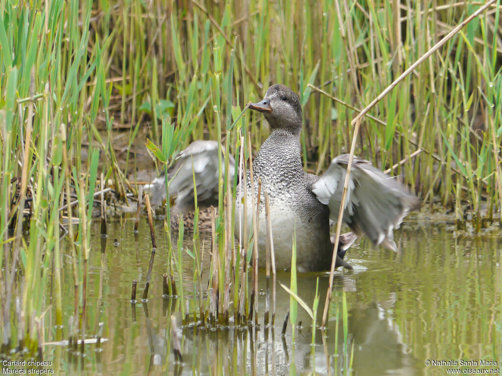 Gadwall male adult breeding, identification, Behaviour