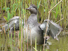 Gadwall