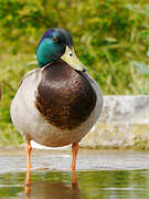 Mallard