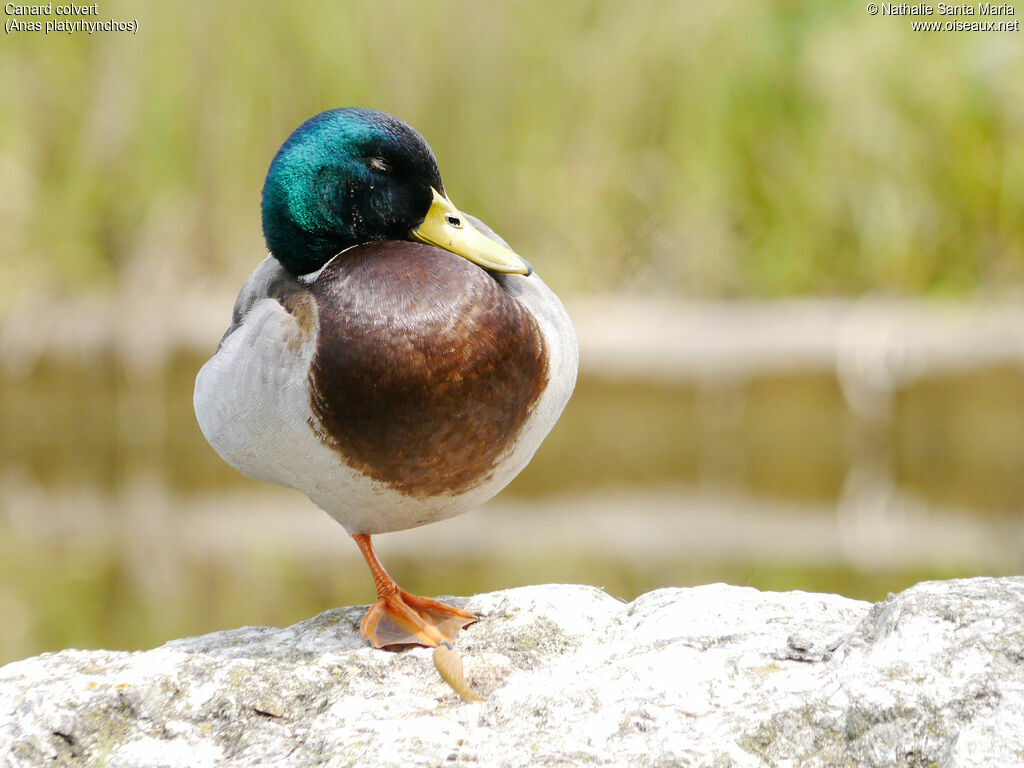 Mallard male adult breeding, identification, close-up portrait, Behaviour