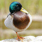 Canard colvert