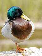 Canard colvert