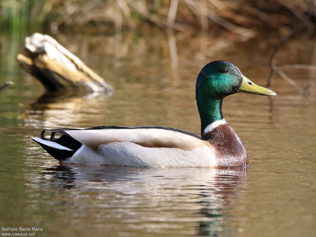 Mallard male adult breeding, swimming, Behaviour