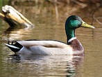 Canard colvert