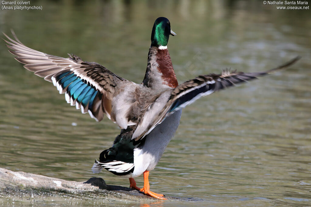 Canard colvert mâle adulte nuptial, identification, soins, Comportement