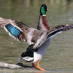 Canard colvert