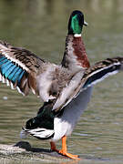 Canard colvert