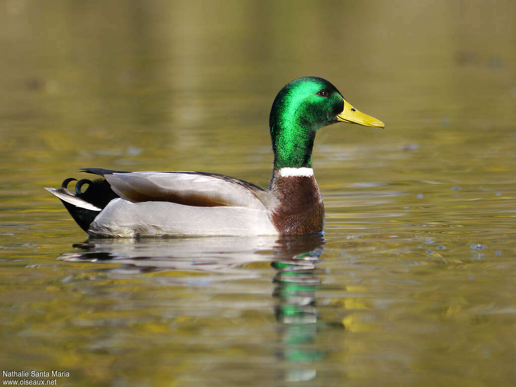 Canard colvert mâle adulte nuptial, pigmentation, nage