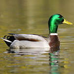 Canard colvert