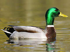 Canard colvert