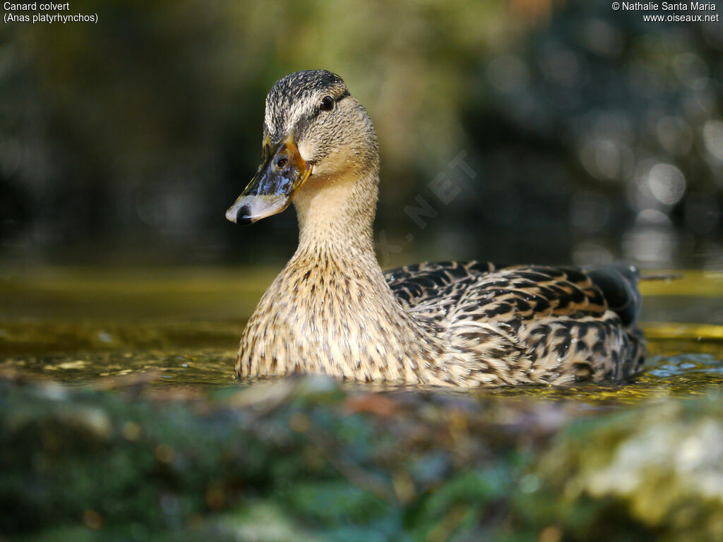 Mallard female adult breeding, identification, close-up portrait, habitat, swimming