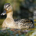 Canard colvert