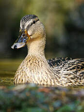 Canard colvert