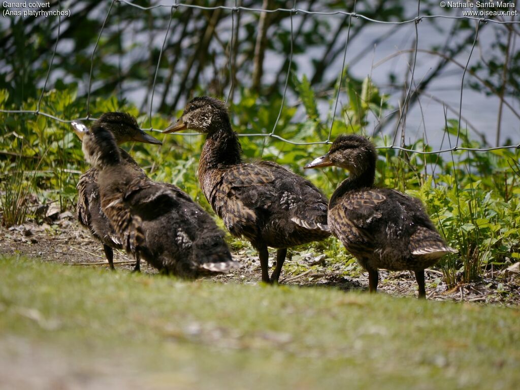 Canard colvertjuvénile, mue, marche