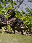 Canard colvert