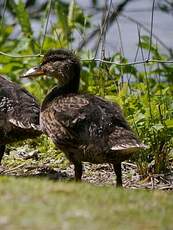 Canard colvert