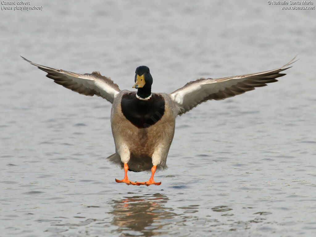 Canard colvert mâle adulte nuptial, identification, Vol, Comportement