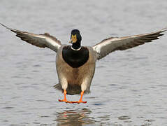 Canard colvert