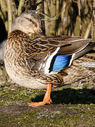 Mallard